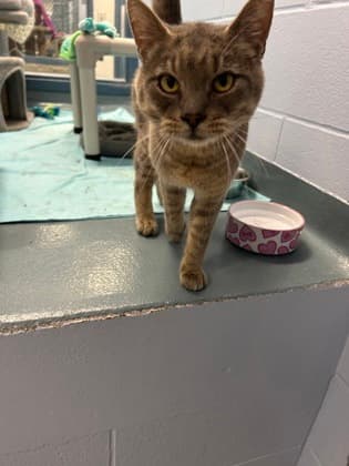 Zander - Domestic Shorthair/Mix available for adoption