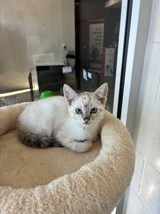 Stella - Domestic Shorthair/Mix available for adoption