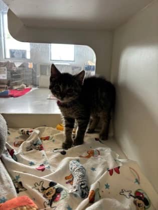 Ursula - Domestic Shorthair/Mix available for adoption