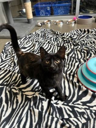 Bat - Domestic Shorthair/Mix cat available for adoption at Humane Society of Kitchener Waterloo & Stratford Perth in Kitchener