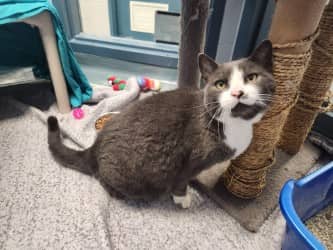 Dione - Domestic Shorthair/Mix cat available for adoption at Humane Society of Kitchener Waterloo & Stratford Perth in Kitchener