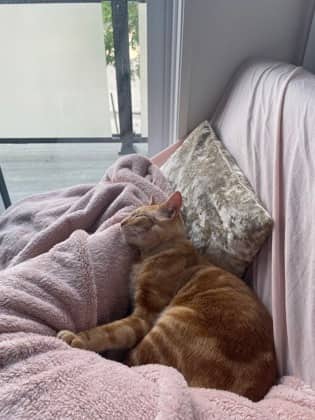 Binky - Domestic Shorthair/Mix available for adoption