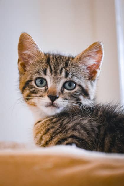 Moe - Domestic Shorthair/Mix cat available for adoption at Humane Society of Kitchener Waterloo & Stratford Perth in Kitchener