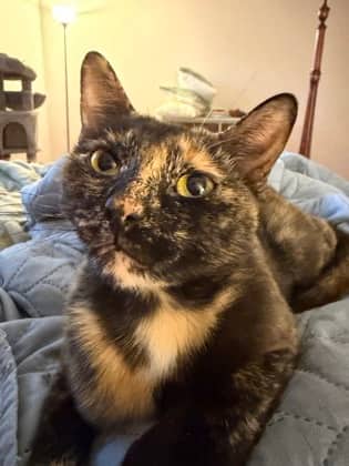 Plum - Domestic Shorthair/Mix available for adoption