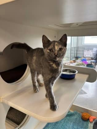 Tiptoe - Domestic Shorthair/Mix available for adoption