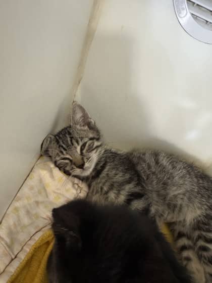 Diet Coke - Domestic Shorthair/Mix cat available for adoption at Humane Society of Kitchener Waterloo & Stratford Perth in Kitchener