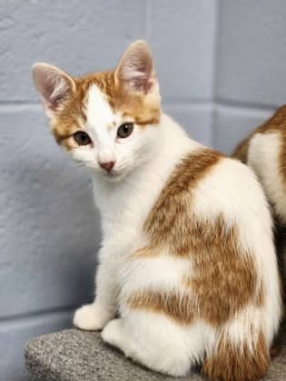 Puffball - Domestic Shorthair/Mix cat available for adoption at Humane Society of Kitchener Waterloo & Stratford Perth in Kitchener