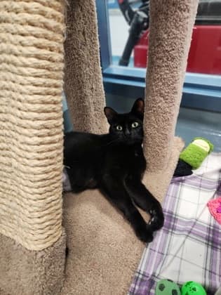 Mary - Domestic Shorthair/Mix cat available for adoption at Humane Society of Kitchener Waterloo & Stratford Perth in Kitchener