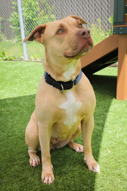 Swift - Mixed Breed available for adoption
