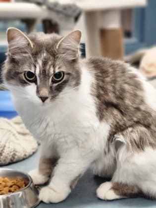 Lady Seraphina Moonwhisker - Domestic Medium Hair/Mix cat available for adoption at Humane Society of Kitchener Waterloo & Stratford Perth in Kitchener