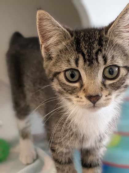 Pinto - Domestic Shorthair/Mix available for adoption