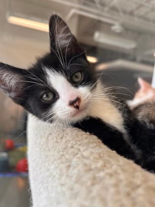 Samwell - Domestic Shorthair/Mix available for adoption