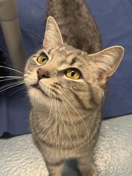 Tuck - Domestic Shorthair/Mix cat available for adoption at Humane Society of Kitchener Waterloo & Stratford Perth in Kitchener