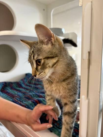 Chrysalis - Domestic Shorthair/Mix cat available for adoption at Humane Society of Kitchener Waterloo & Stratford Perth in Kitchener