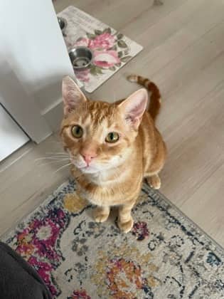 Binky - Domestic Shorthair/Mix available for adoption
