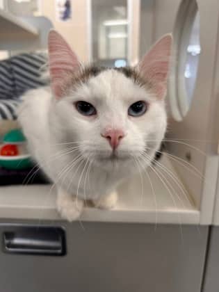 Coconut - Domestic Medium Hair/Mix cat available for adoption in Ontario
