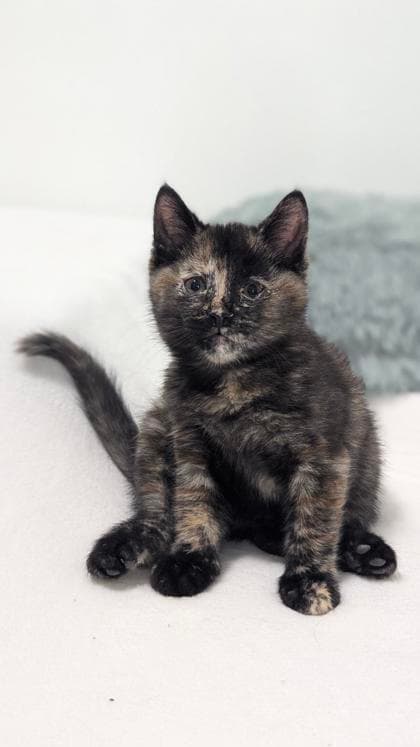 Jupiter - Domestic Shorthair/Mix available for adoption