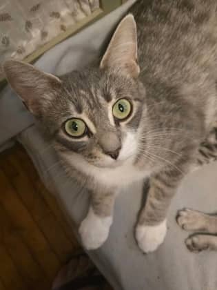 Sadie - Domestic Shorthair/Mix available for adoption