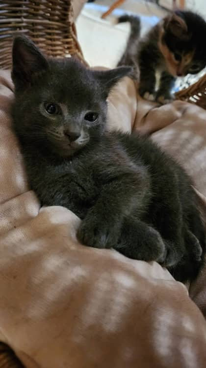 Ash - Domestic Shorthair/Mix cat available for adoption at Humane Society of Kitchener Waterloo & Stratford Perth in Kitchener
