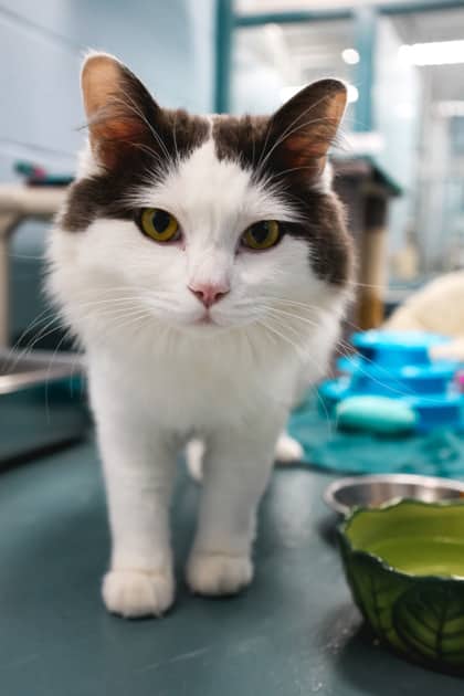 Sprinkles - Domestic Medium Hair/Mix cat available for adoption at Humane Society of Kitchener Waterloo & Stratford Perth in Kitchener