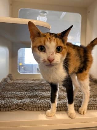Hazel - Domestic Shorthair/Mix available for adoption