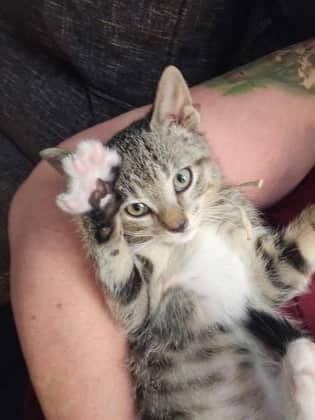 Stripey - Domestic Shorthair/Mix available for adoption