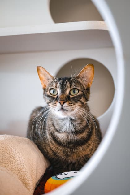 Kiwi - Domestic Shorthair/Mix available for adoption