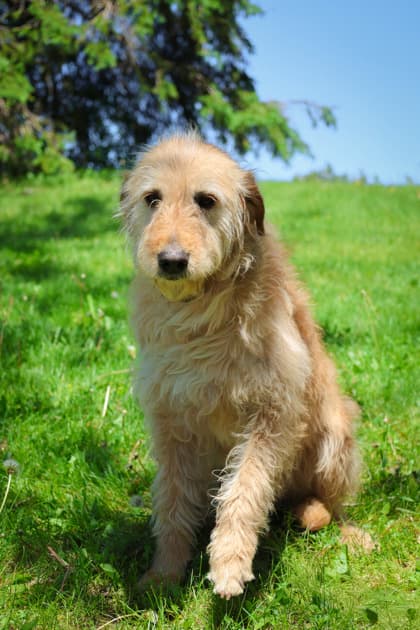 Moon - Mixed Breed available for adoption in Calgary