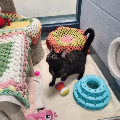 Coconut - Domestic Shorthair/Mix available for adoption