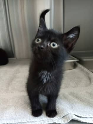 Azrielle - Domestic Shorthair/Mix available for adoption