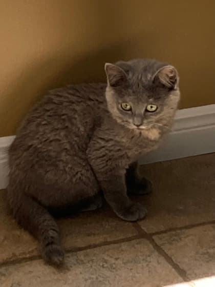 Lola - Domestic Shorthair/Mix available for adoption