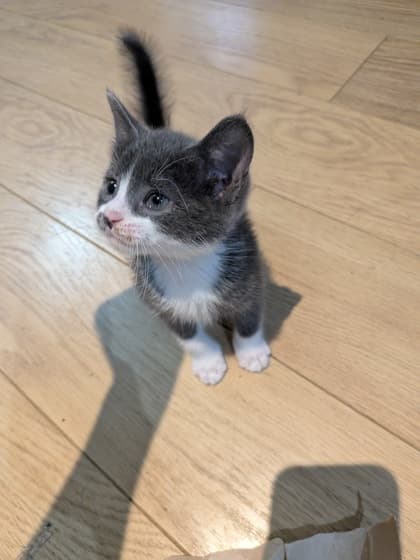 Ranger - Domestic Shorthair/Mix available for adoption