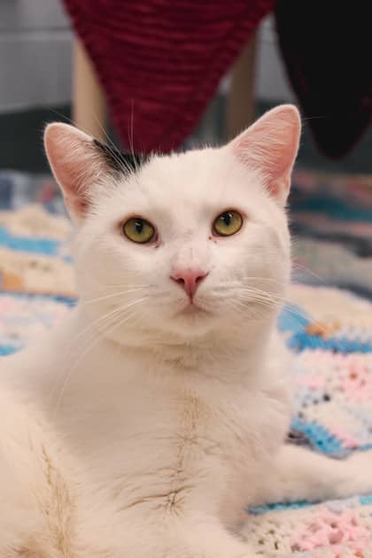 Mackerel - Domestic Shorthair/Mix available for adoption
