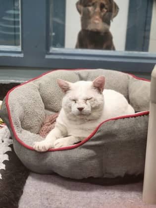 Cashew - Domestic Shorthair/Mix cat available for adoption at Humane Society of Kitchener Waterloo & Stratford Perth in Kitchener