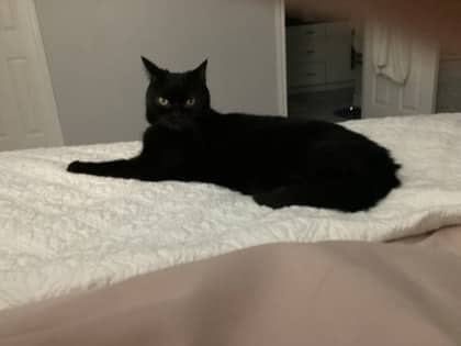 Darryl - Domestic Shorthair/Mix cat available for adoption at Humane Society of Kitchener Waterloo & Stratford Perth in Kitchener