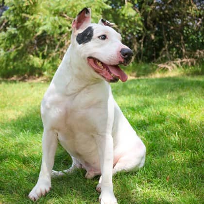 Jack - Mixed Breed available for adoption in Ontario