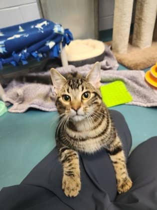 Bilbo - Domestic Shorthair/Mix cat available for adoption at Humane Society of Kitchener Waterloo & Stratford Perth in Kitchener