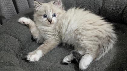 Moon - Domestic Medium Hair/Mix available for adoption