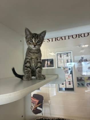 Paul - Domestic Shorthair/Mix available for adoption