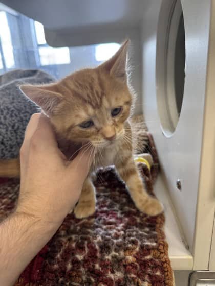 Prince - Domestic Shorthair/Mix cat available for adoption at Humane Society of Kitchener Waterloo & Stratford Perth in Kitchener