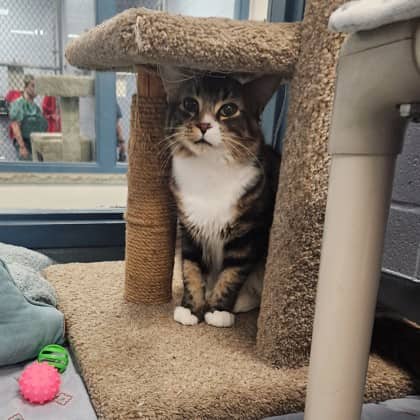 Merry - Domestic Medium Hair/Mix cat available for adoption at Humane Society of Kitchener Waterloo & Stratford Perth in Kitchener