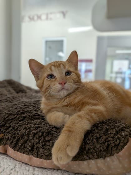 Arthur - Domestic Shorthair/Mix available for adoption