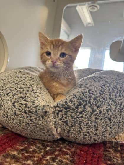 Felix - Domestic Shorthair/Mix cat available for adoption at Humane Society of Kitchener Waterloo & Stratford Perth in Kitchener