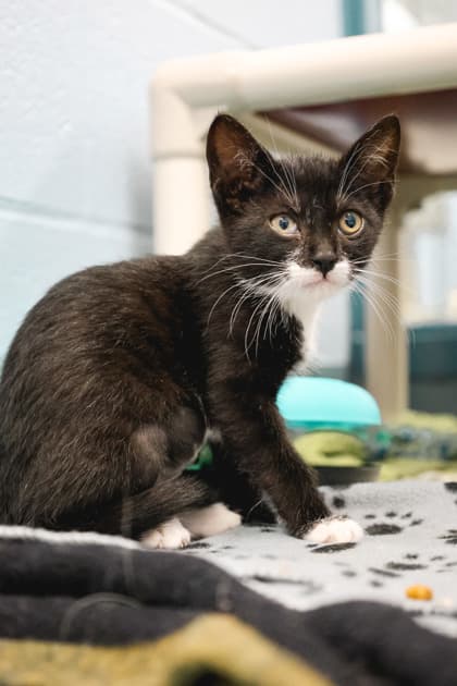 Mulberry - Domestic Shorthair/Mix available for adoption