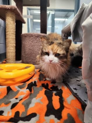 Sylvie - Domestic Longhair/Mix cat available for adoption at Humane Society of Kitchener Waterloo & Stratford Perth in Kitchener