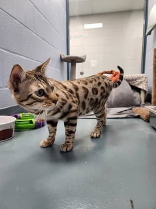 Orion - Domestic Shorthair/Mix available for adoption