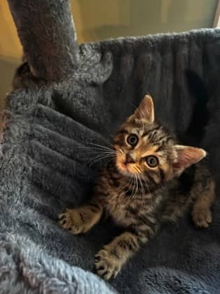 Russell - Domestic Shorthair/Mix cat available for adoption at Humane Society of Kitchener Waterloo & Stratford Perth in Kitchener