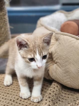 Ducky - Domestic Shorthair/Mix available for adoption
