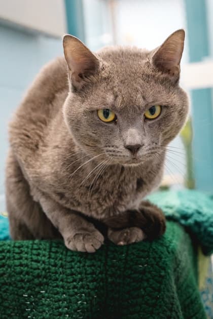 Rupert - Domestic Shorthair/Mix cat available for adoption at Humane Society of Kitchener Waterloo & Stratford Perth in Kitchener