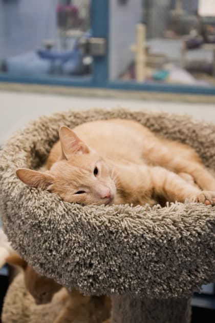 Bright Eyes - Domestic Shorthair/Mix cat available for adoption at Humane Society of Kitchener Waterloo & Stratford Perth in Kitchener